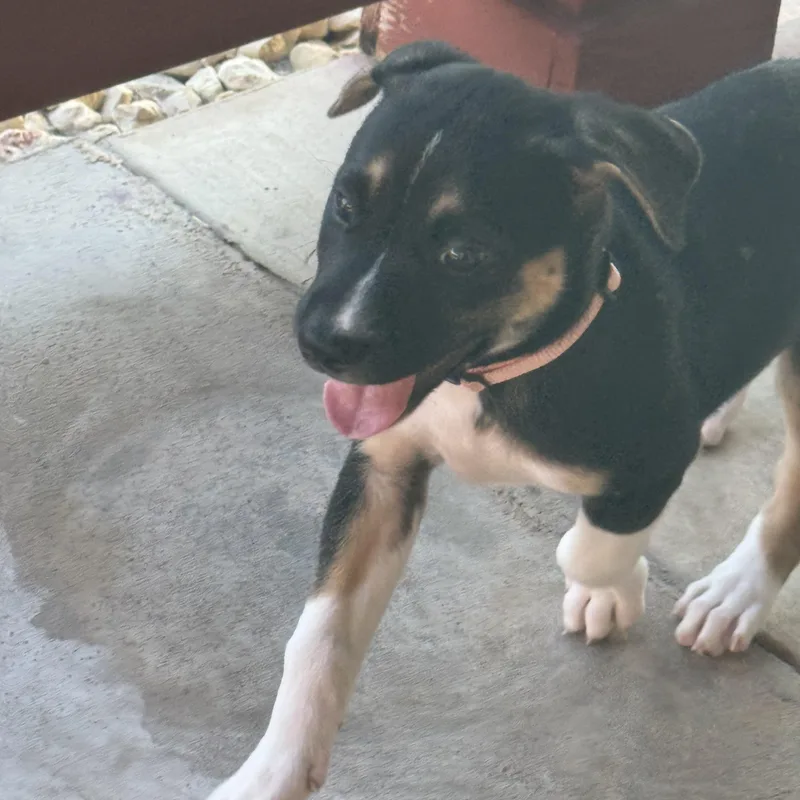 A baby medium-sized female Labrador Retriever dog named Suri for adoption in San Antonio, TX