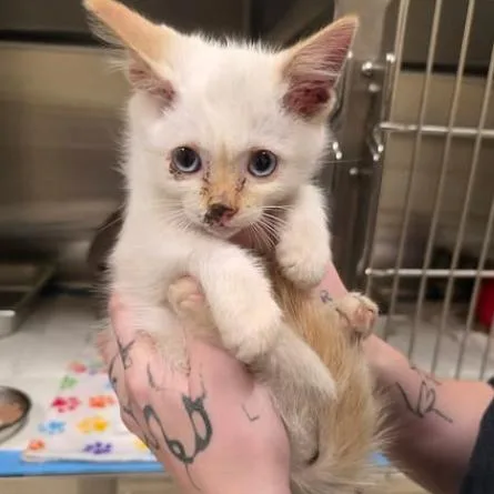 A baby small-sized male White Domestic Short Hair cat named Dexter for adoption in Fort Collins, CO