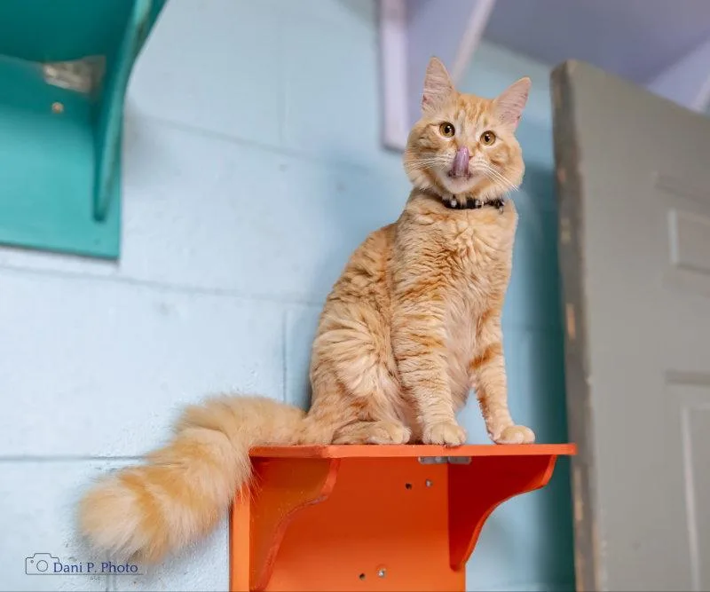 Simba CCHS