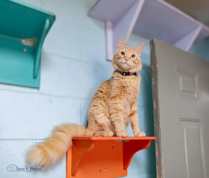 Simba  CCHS thumbnail 2