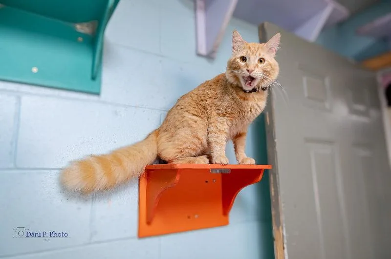 Simba  CCHS thumbnail 3