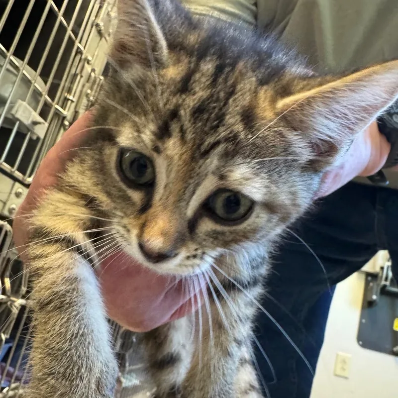A baby small-sized female Brown / Chocolate Domestic Short Hair cat named Andrea for adoption in Columbia Station, OH
