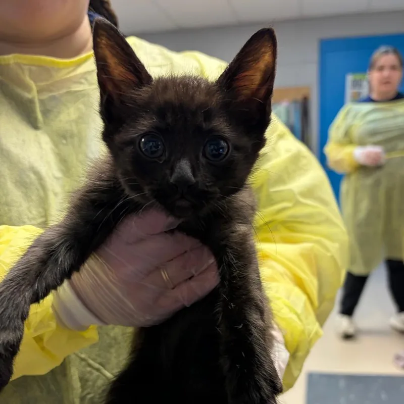 A baby small-sized male Black Domestic Short Hair cat named Linus for adoption in Vineland, NJ