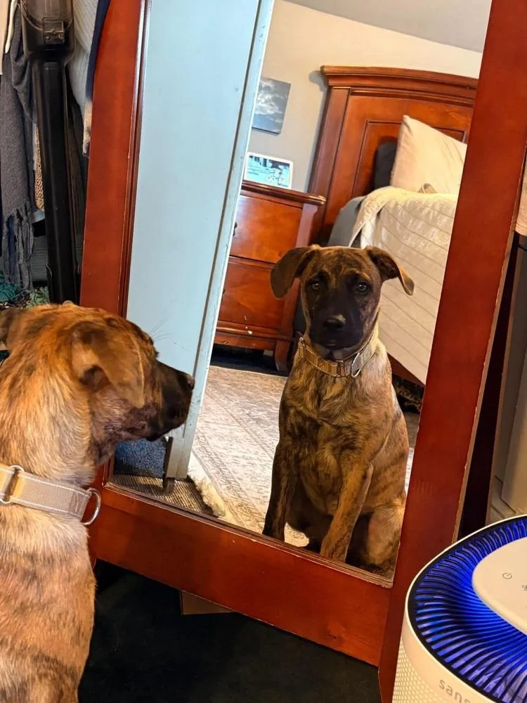 A baby medium-sized female Brindle Retriever dog named Dutch for adoption in Valley Stream, NY