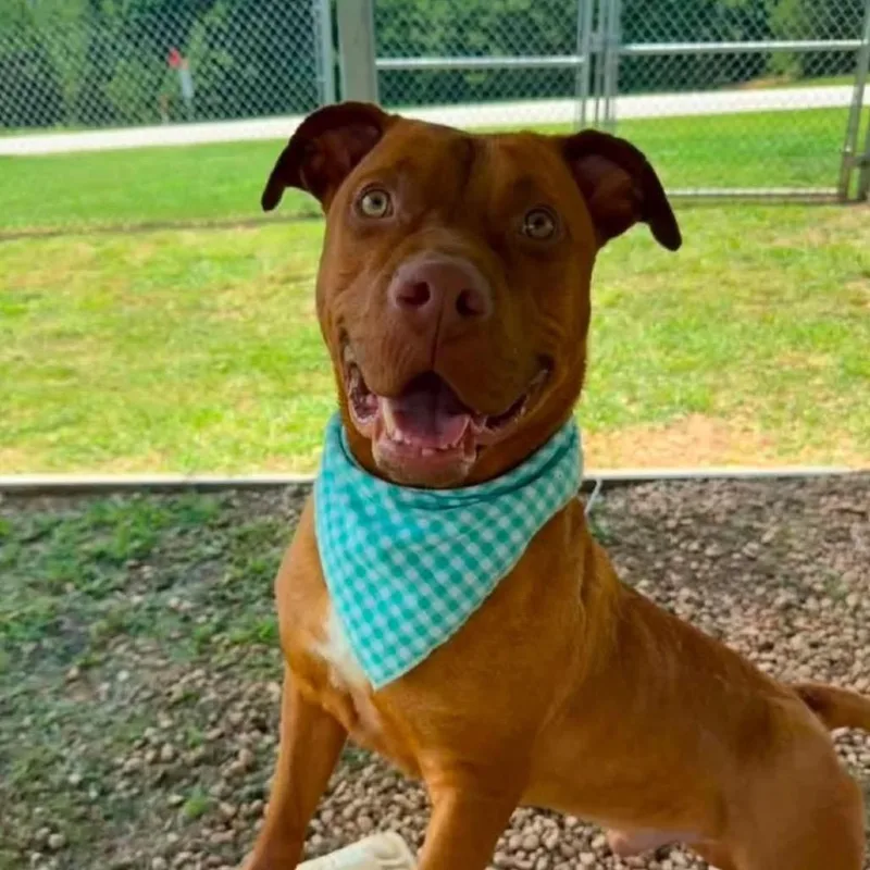 A young large-sized male Yellow / Tan / Blond / Fawn Mixed Breed dog named Clyde for adoption in Alexandria, VA
