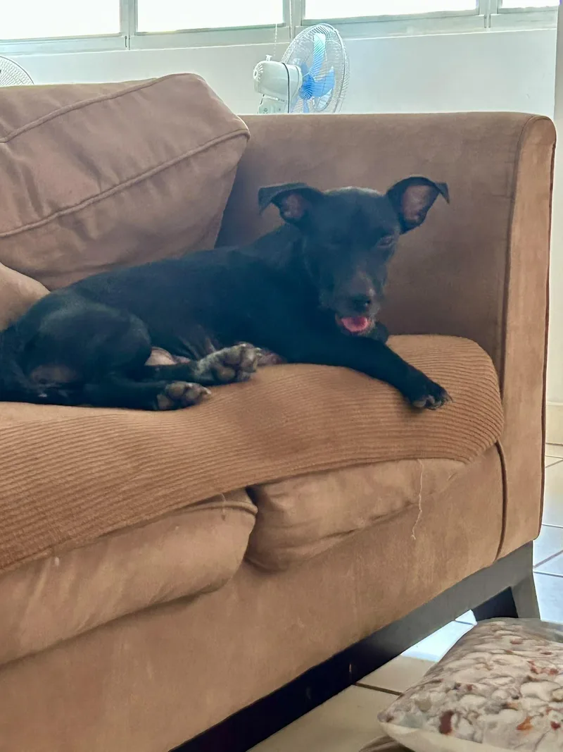 A young small-sized female Chihuahua dog named Carmela for adoption in Fort Belvoir, VA