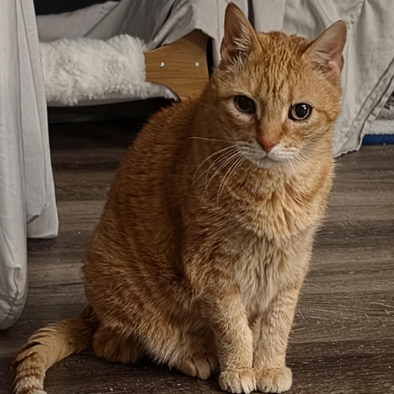 A senior medium-sized female Domestic Medium Hair cat named Catarina And Tommy for adoption in Springfield, MO