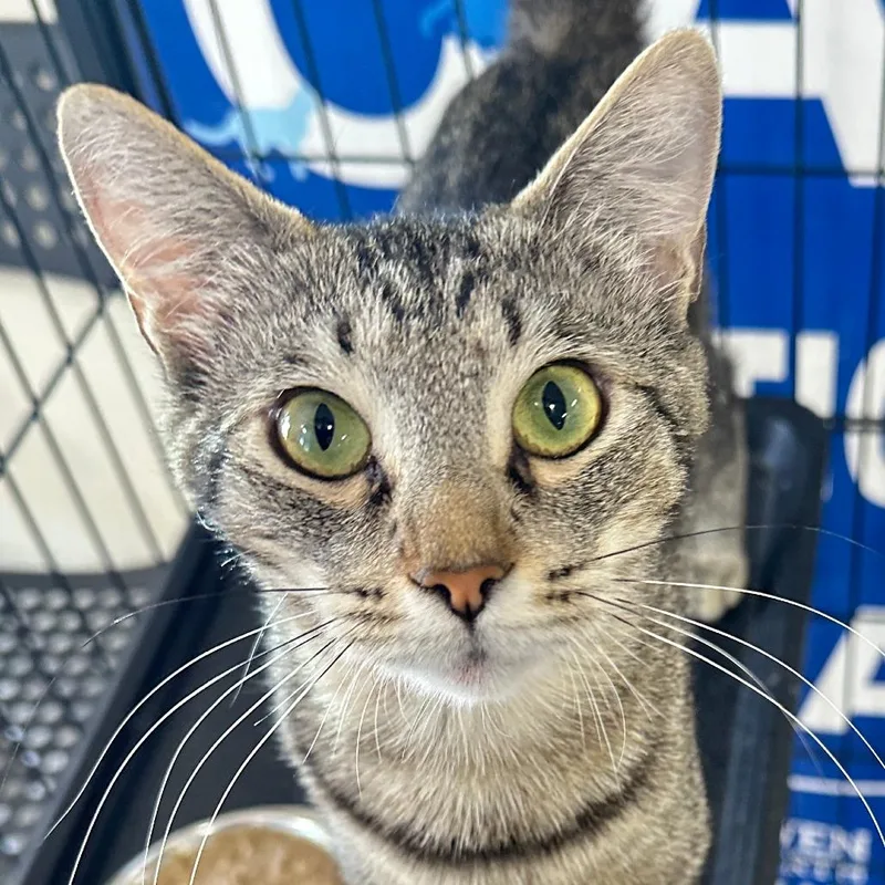 An adult small-sized female Brown / Chocolate Domestic Short Hair cat named Hanah for adoption in Los Angeles, CA