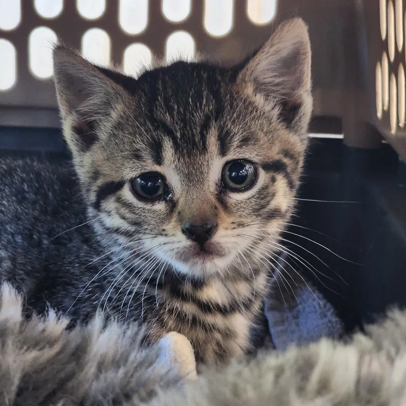 A baby small-sized female Brown / Chocolate Domestic Short Hair cat named Anree for adoption in Middletown, NY