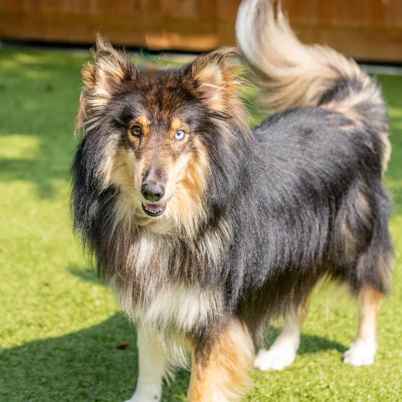 An adult large-sized male Collie dog named Nikolai for adoption in Hilton Head Island, SC