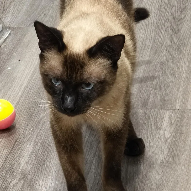 An adult small-sized male Siamese cat named Hot Mic for adoption in Boerne, TX