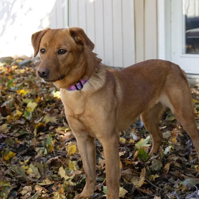 An adult medium-sized female Yellow / Tan / Blond / Fawn Labrador Retriever dog named Laney for adoption in McKean, PA