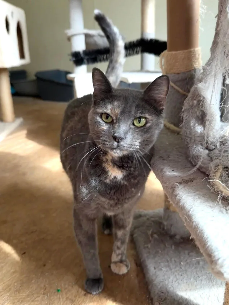 A young medium-sized female Domestic Short Hair cat named Gracie for adoption in Attalla, AL