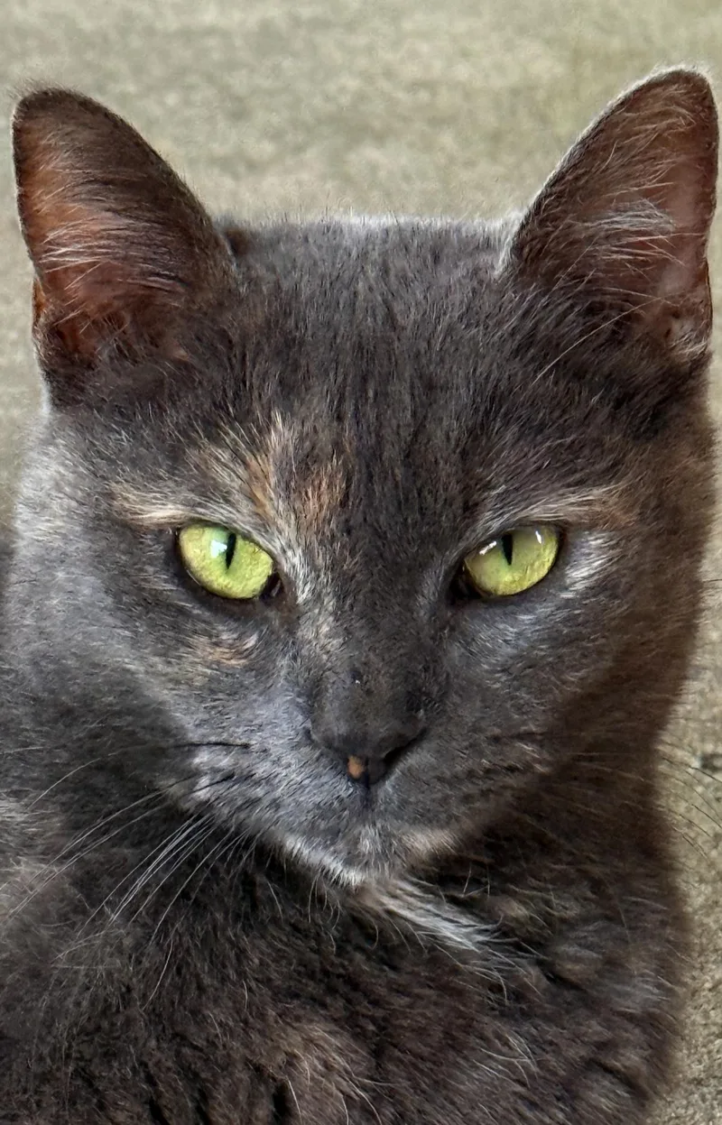 Gracie thumbnail 2