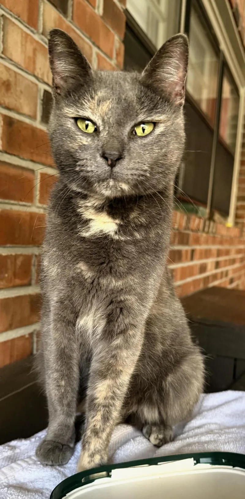 Gracie thumbnail 3