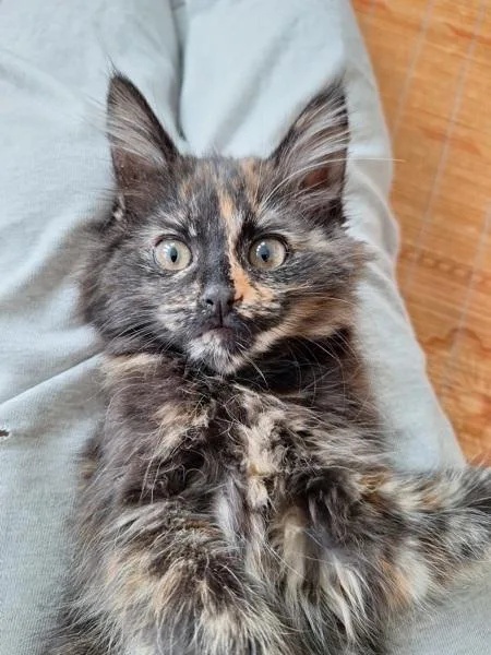 A baby small-sized female Domestic Medium Hair cat named Nixen for adoption in Novato, CA