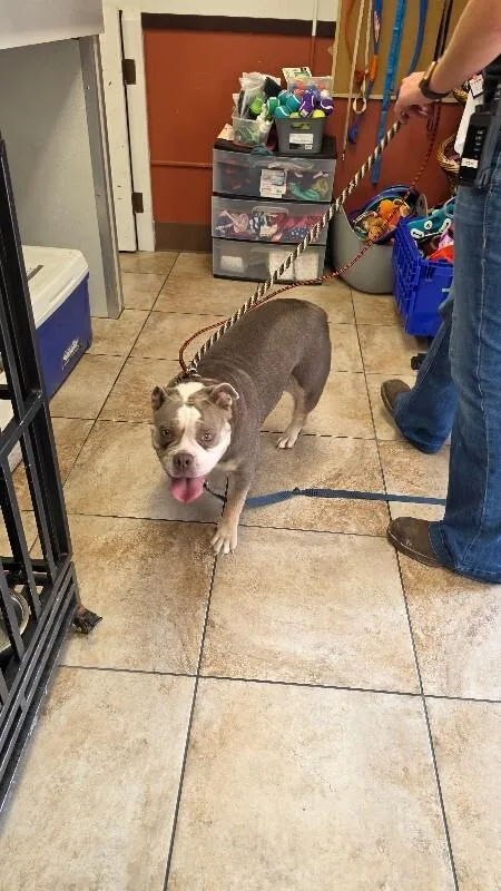 An adult large-sized female Yellow / Tan / Blond / Fawn Mixed Breed dog named Stubby for adoption in Cincinnati, OH