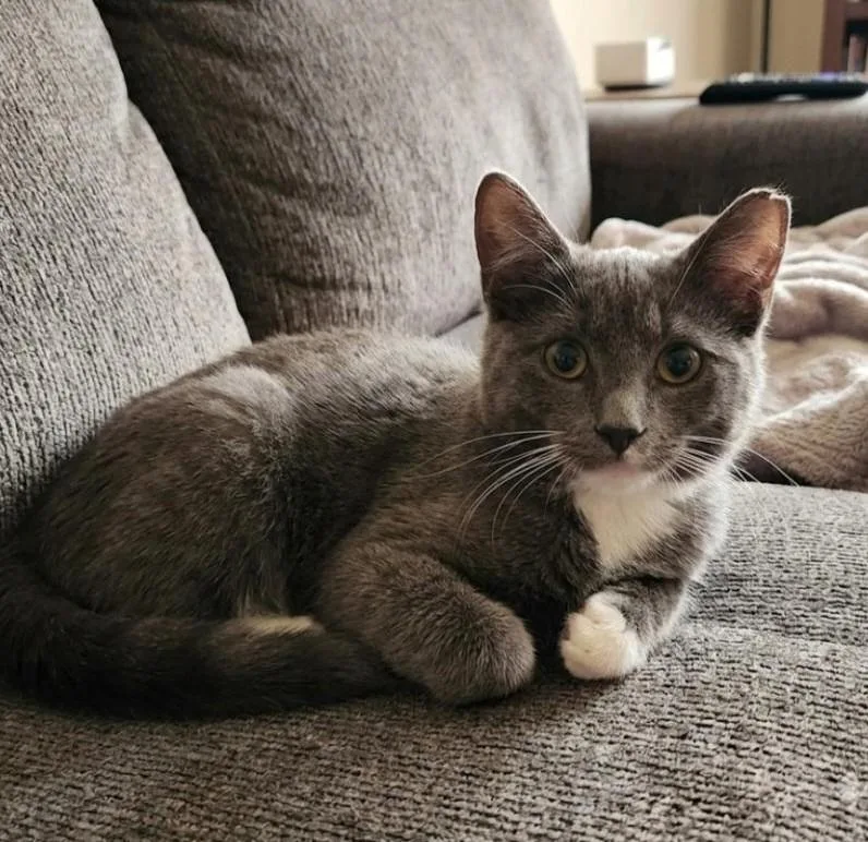 A young medium-sized male Gray / Blue / Silver Domestic Short Hair cat named Lenny for adoption in East Brunswick, NJ