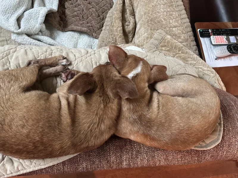 Mimi and Fifi thumbnail 3