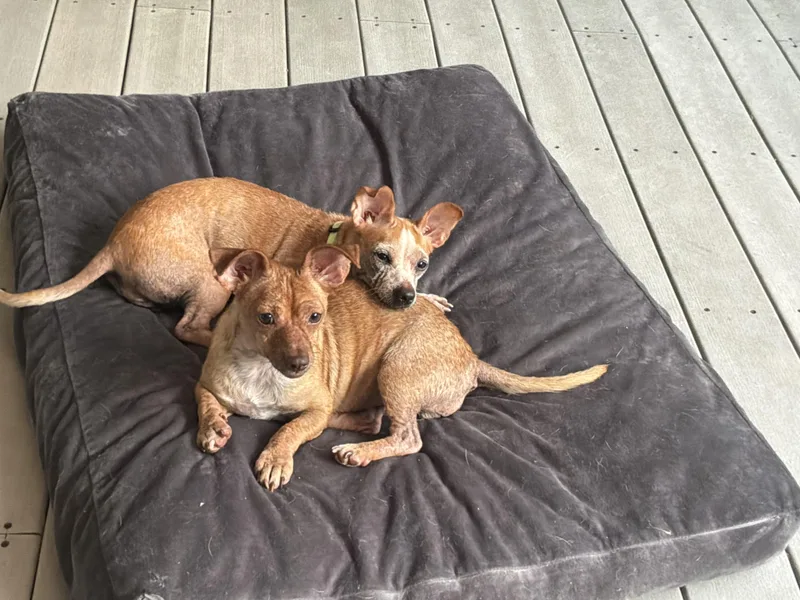 Mimi and Fifi thumbnail 6
