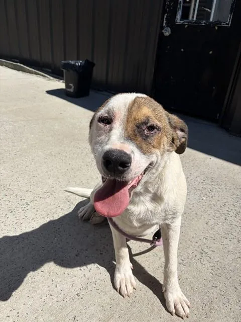 A young medium-sized male Saint Bernard dog named Captain Kidd for adoption in Chester, SC