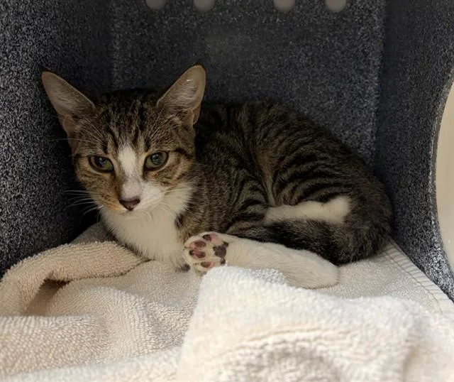 A young small-sized male Domestic Short Hair cat named Badger for adoption in Naples, FL