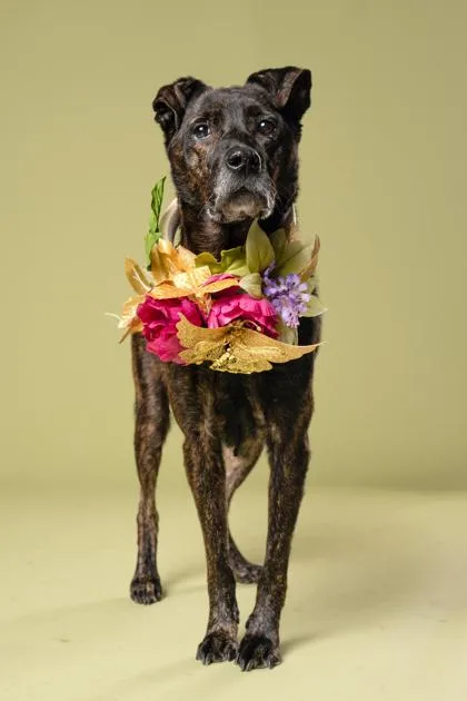 A senior medium-sized female Dutch Shepherd dog named Alice for adoption in Atlanta, GA