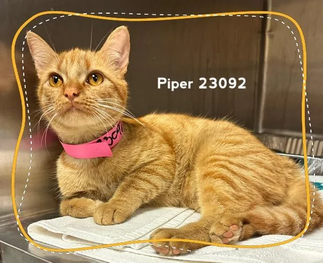 A baby medium-sized female Tabby (Orange / Red) Domestic Short Hair cat named Piper for adoption in Marietta, GA