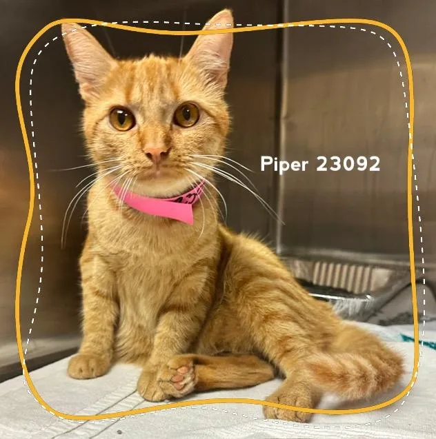 Piper thumbnail 2