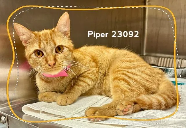 Piper thumbnail 3