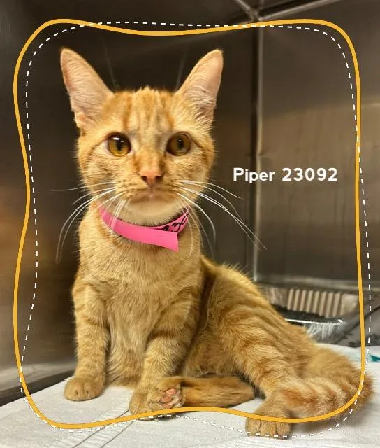 Piper thumbnail 4