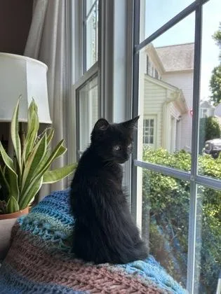 A baby small-sized female Domestic Short Hair cat named Bailey for adoption in Fairfax, VA
