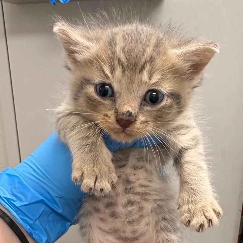 A baby small-sized male Gray / Blue / Silver Domestic Short Hair cat named Beebee for adoption in Columbiana, AL