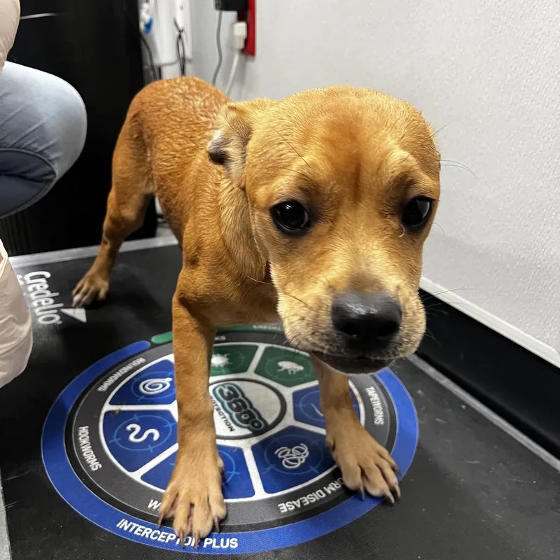 A baby small-sized male Yellow / Tan / Blond / Fawn Yorkshire Terrier dog named Jaxson for adoption in Tampa, FL