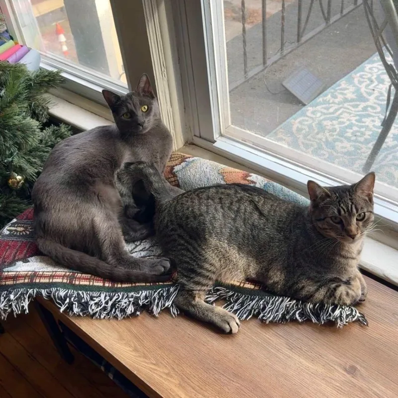 An adult medium-sized male Tabby (Brown / Chocolate) Domestic Short Hair cat named Adam for adoption in Buffalo, NY