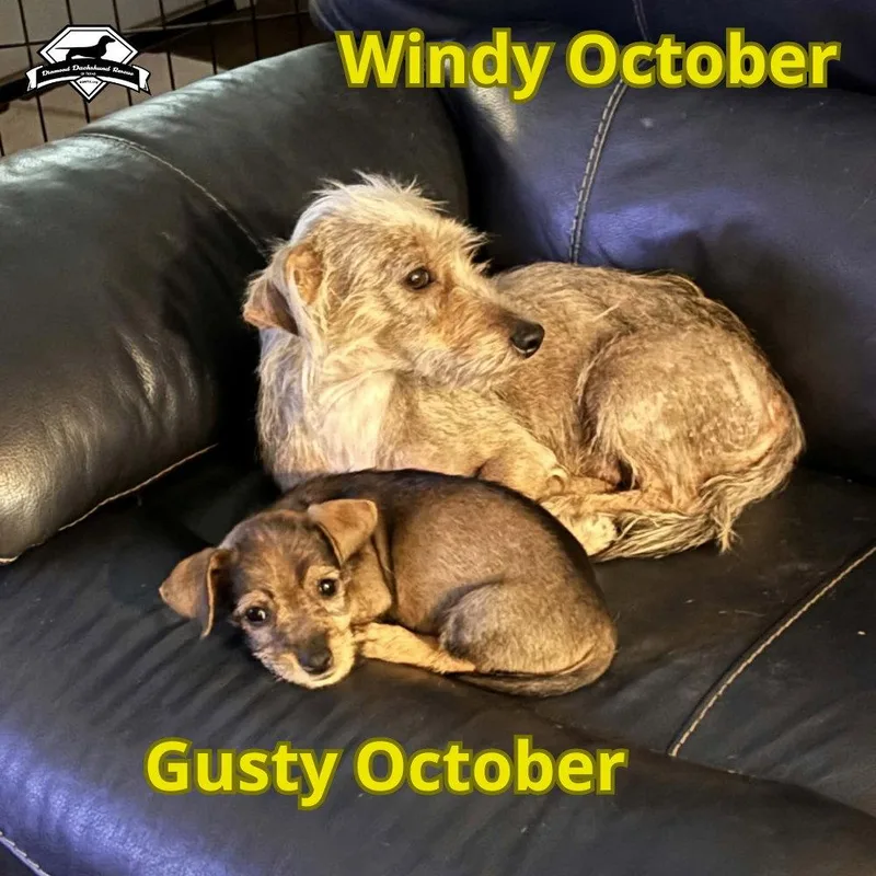 A young medium-sized female Dachshund dog named Windy October for adoption in San Antonio, TX