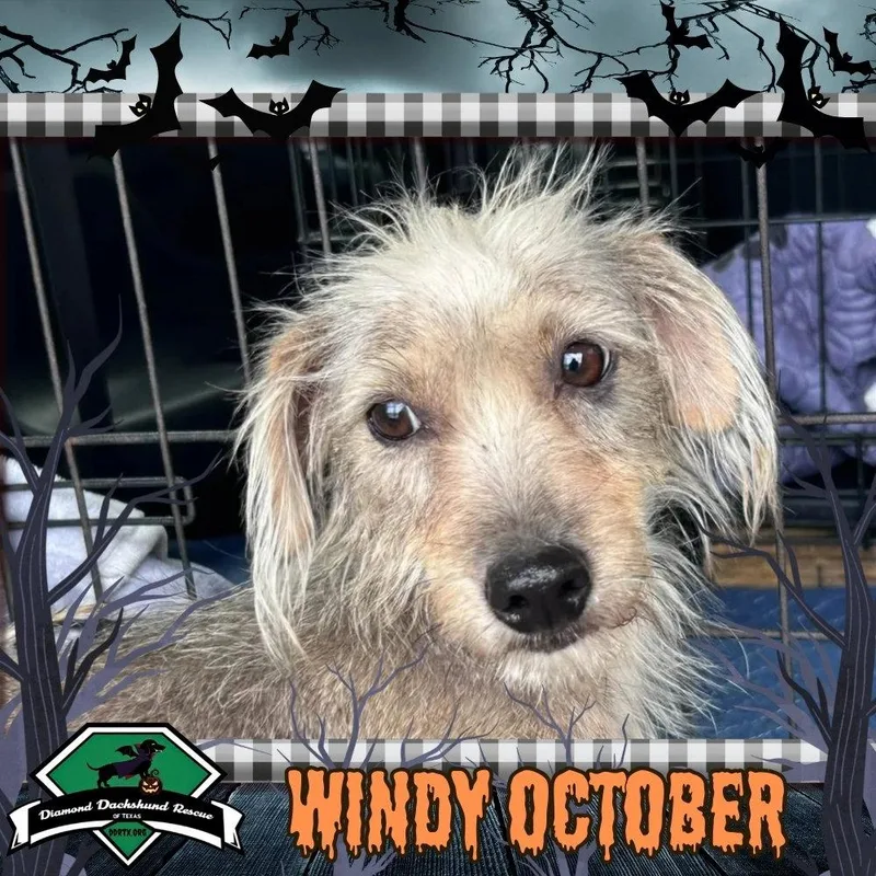 Windy October thumbnail 2