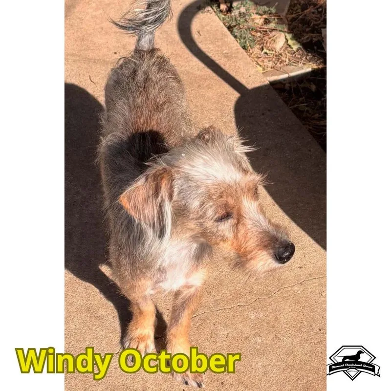 Windy October thumbnail 3