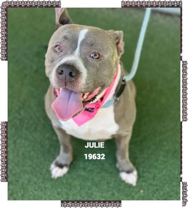 An adult large-sized female Gray / Blue / Silver Pit Bull Terrier dog named Julie for adoption in Marietta, GA