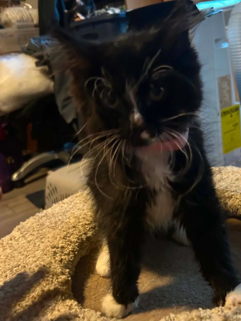 A baby medium-sized female Domestic Short Hair cat named Snow White for adoption in hinckley, IL