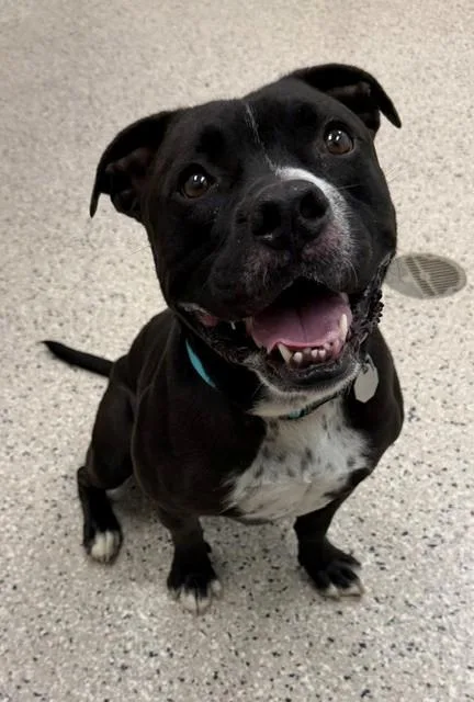 An adult large-sized male Pit Bull Terrier dog named Slater for adoption in Brighton, CO