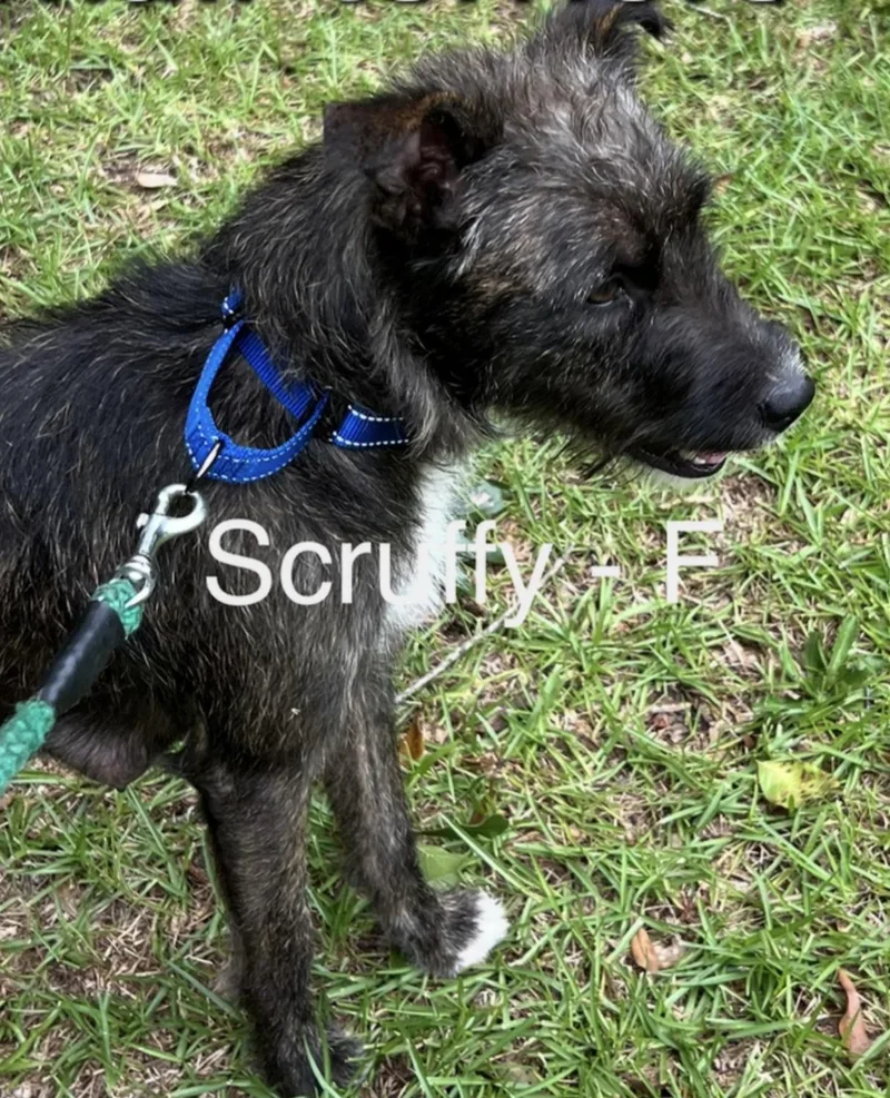 A young medium-sized female Wirehaired Terrier dog named Scruffy for adoption in Parma, OH