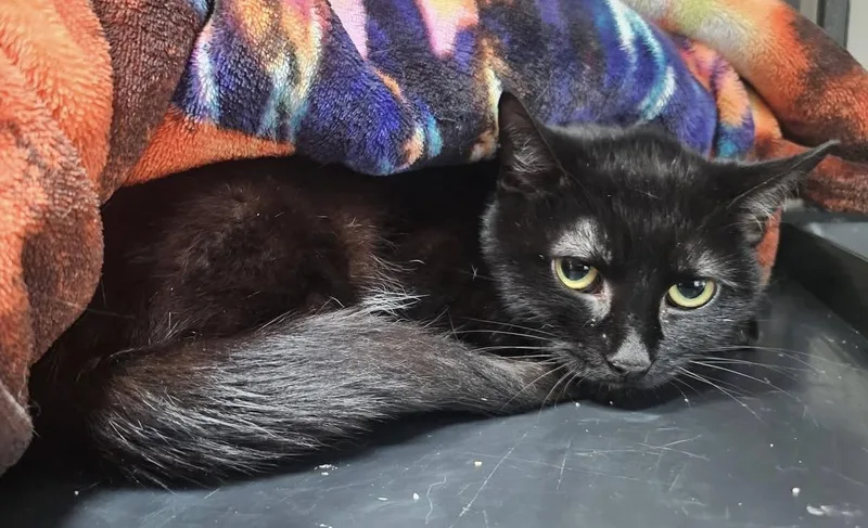 An adult medium-sized female Black Domestic Medium Hair cat named Yodels for adoption in Breinigsville, PA
