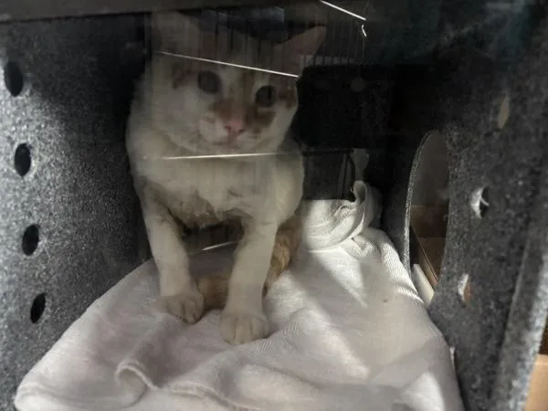 An adult large-sized male Domestic Short Hair cat named Lucas for adoption in New York, NY