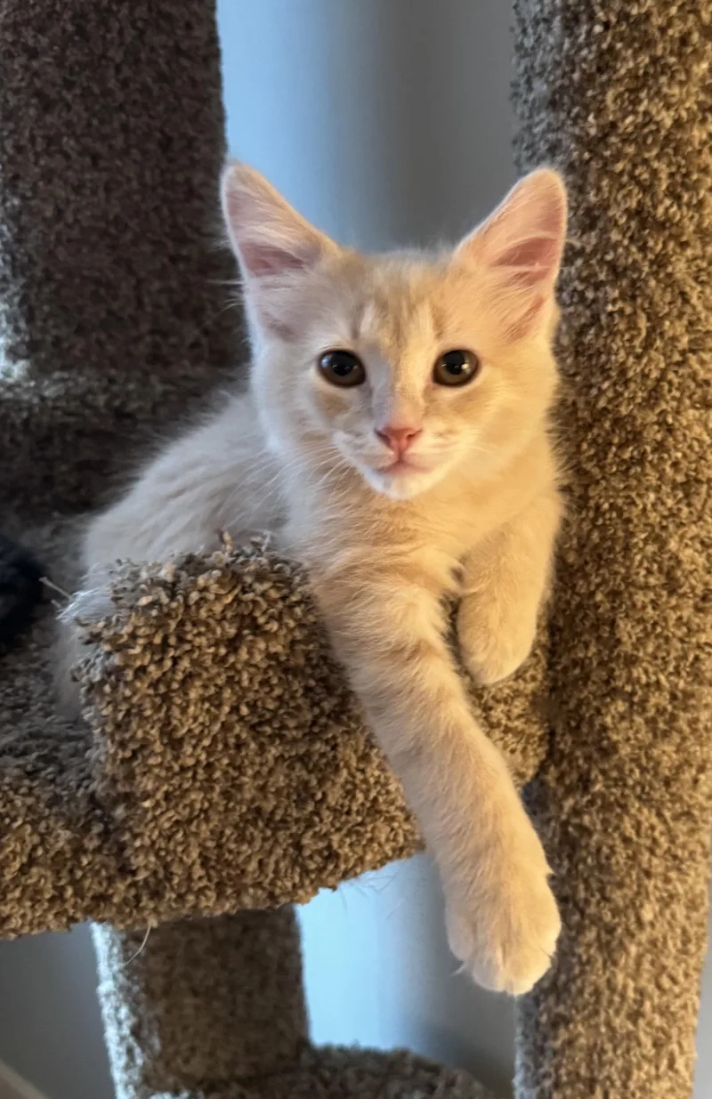 A baby small-sized male Buff / Tan / Fawn Domestic Short Hair cat named Lug Nut for adoption in Brighton, MI