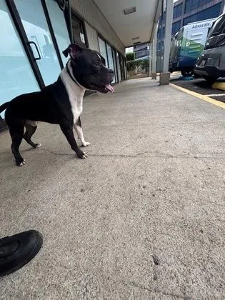 An adult medium-sized male Pit Bull Terrier dog named Koba for adoption in Honolulu, HI