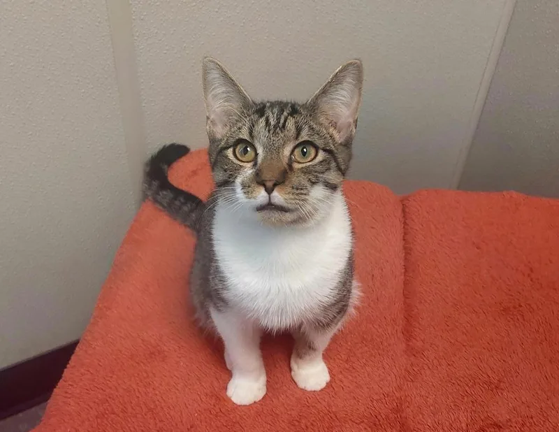 An adult medium-sized male Domestic Short Hair cat named Dracula for adoption in Raleigh, NC