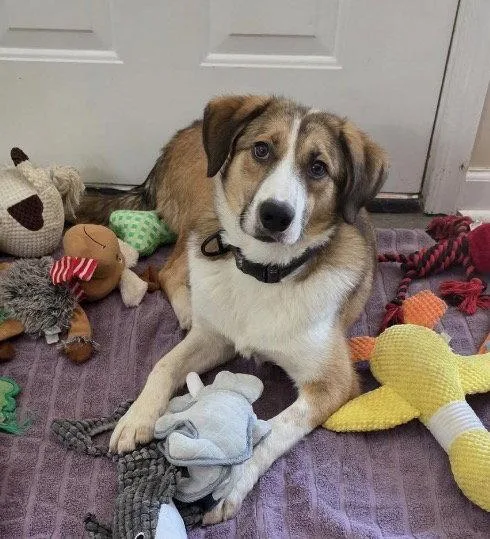 A young medium-sized male Australian Shepherd dog named Felix for adoption in Winter Park, CO