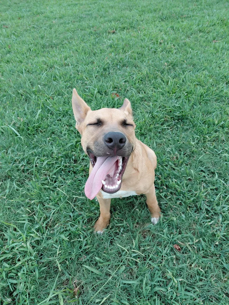 A baby medium-sized male Apricot / Beige Shepherd dog named Ranger for adoption in Huntsville, AL