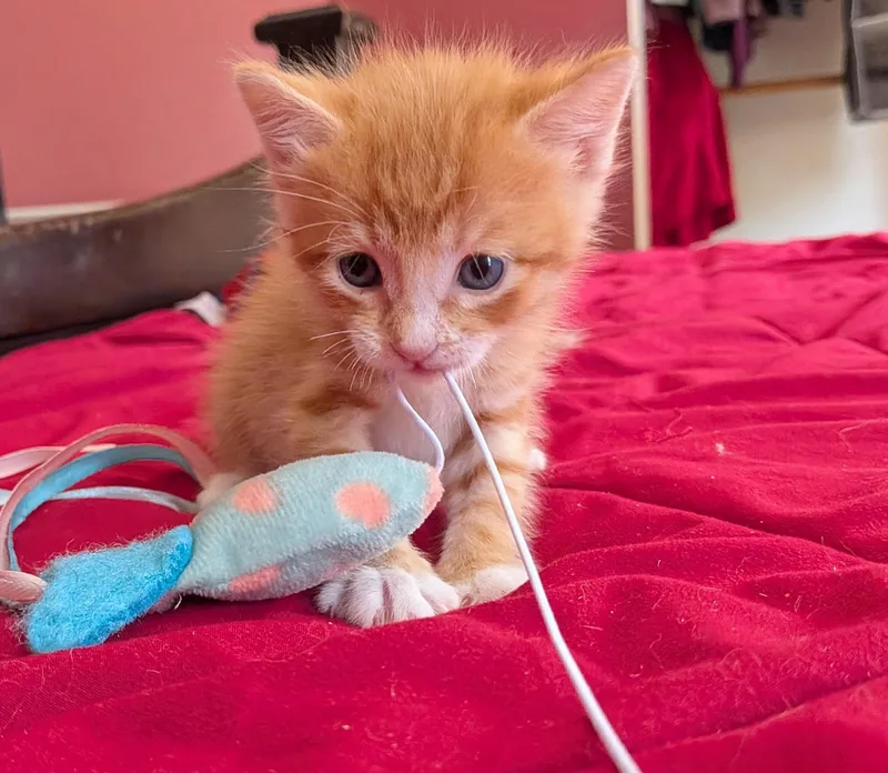 A baby small-sized male Domestic Short Hair cat named Cheez It for adoption in Long Beach, CA